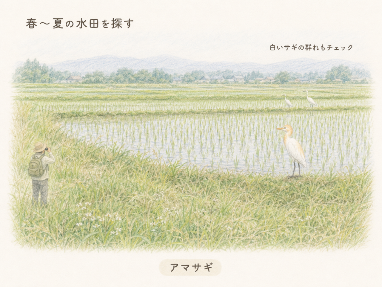 初心者向け・アマサギの探し方
