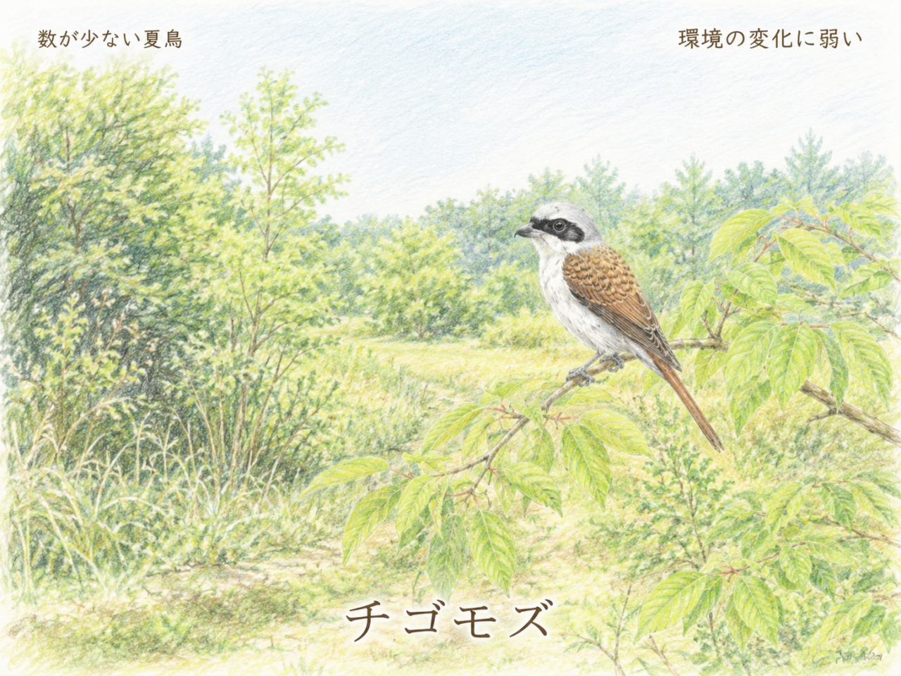 チゴモズは珍しい?数が少ない理由