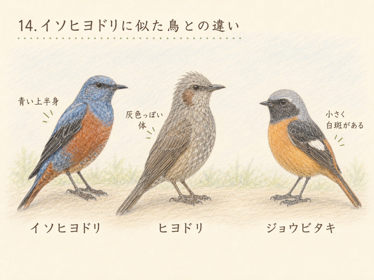 イソヒヨドリに似た鳥との違い