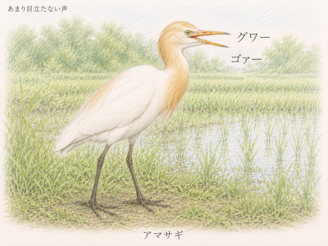 アマサギの鳴き声