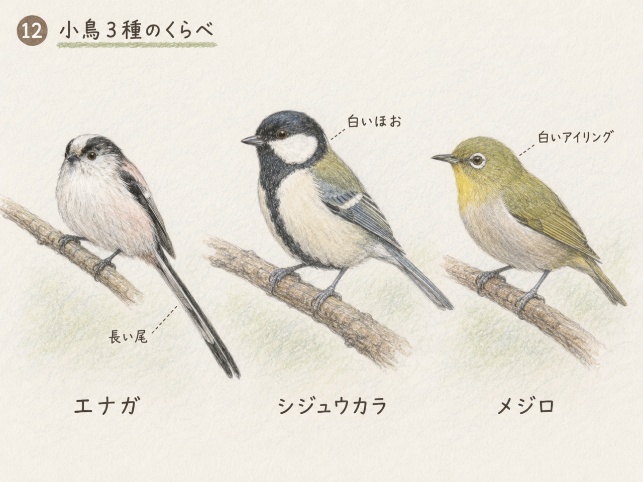 エナガに似ている鳥との違い