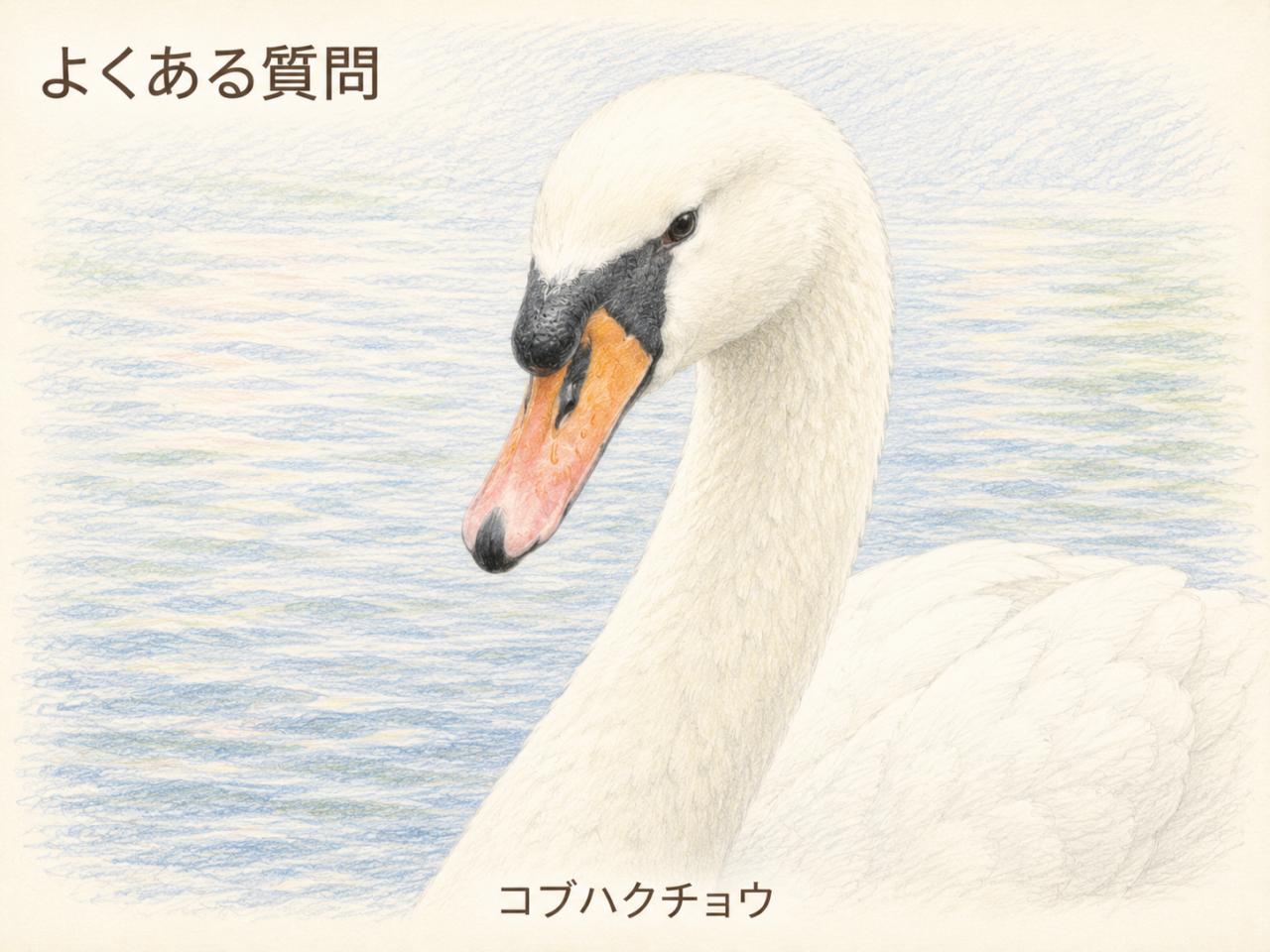 コブハクチョウに関するよくある質問