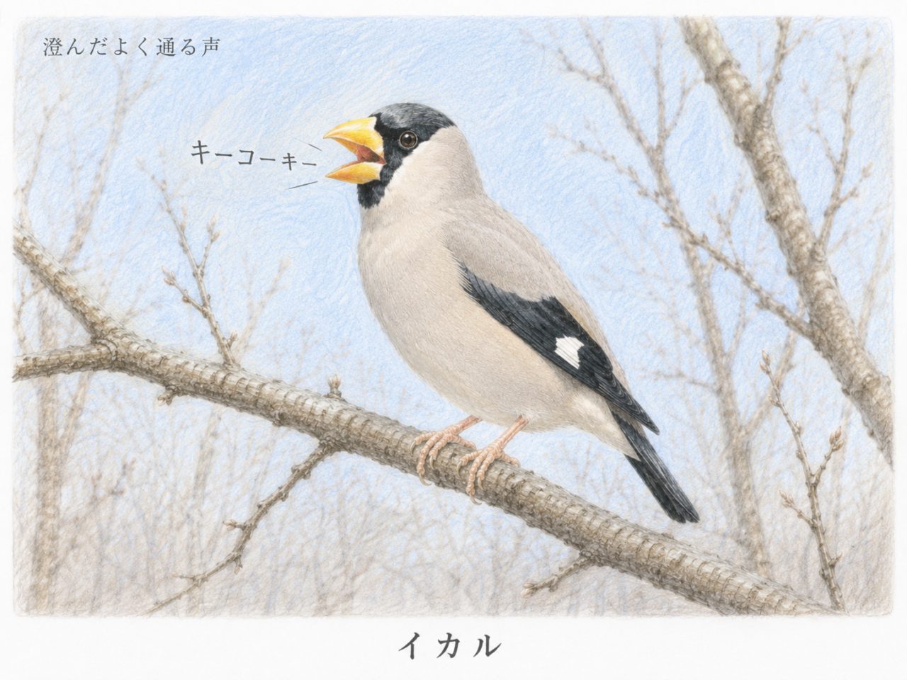 イカルの鳴き声|「キーコーキー」と響く澄んだ声
