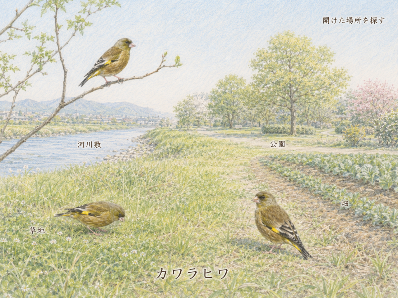 カワラヒワ観察におすすめの環境