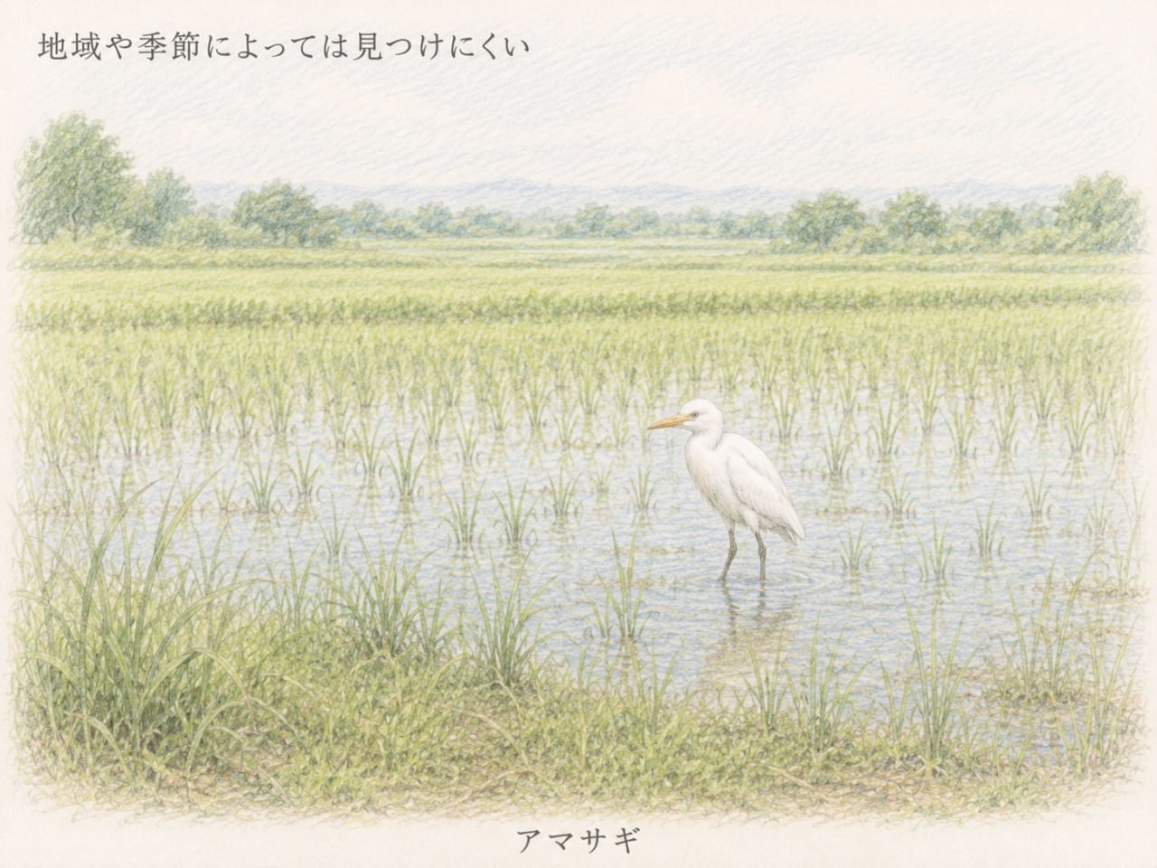 アマサギは珍しい鳥？