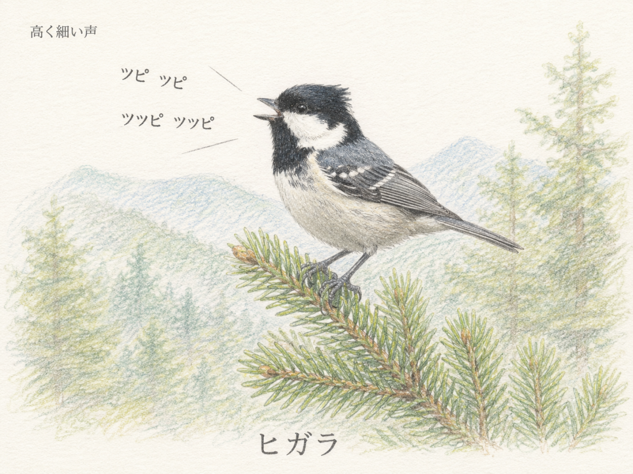 ヒガラの鳴き声｜高く細い声が森で響く