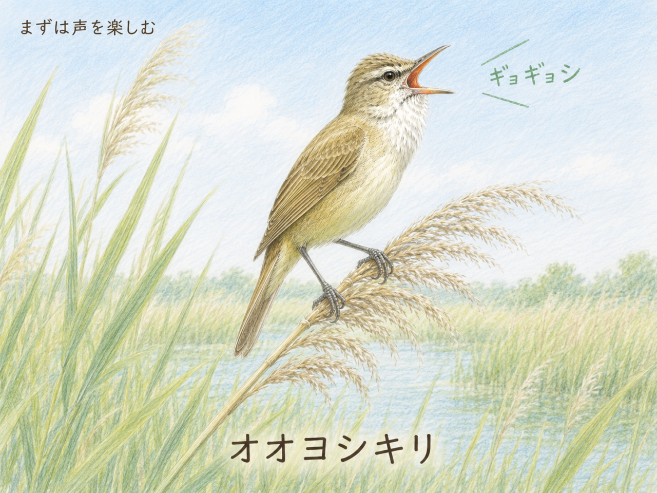 初心者がオオヨシキリを楽しむポイント