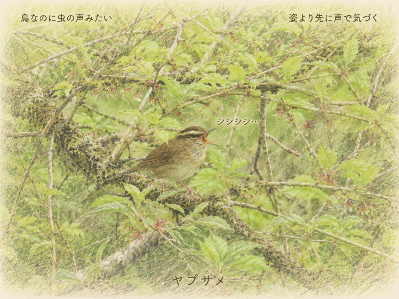 ヤブサメは「虫の声」と間違えやすい鳥