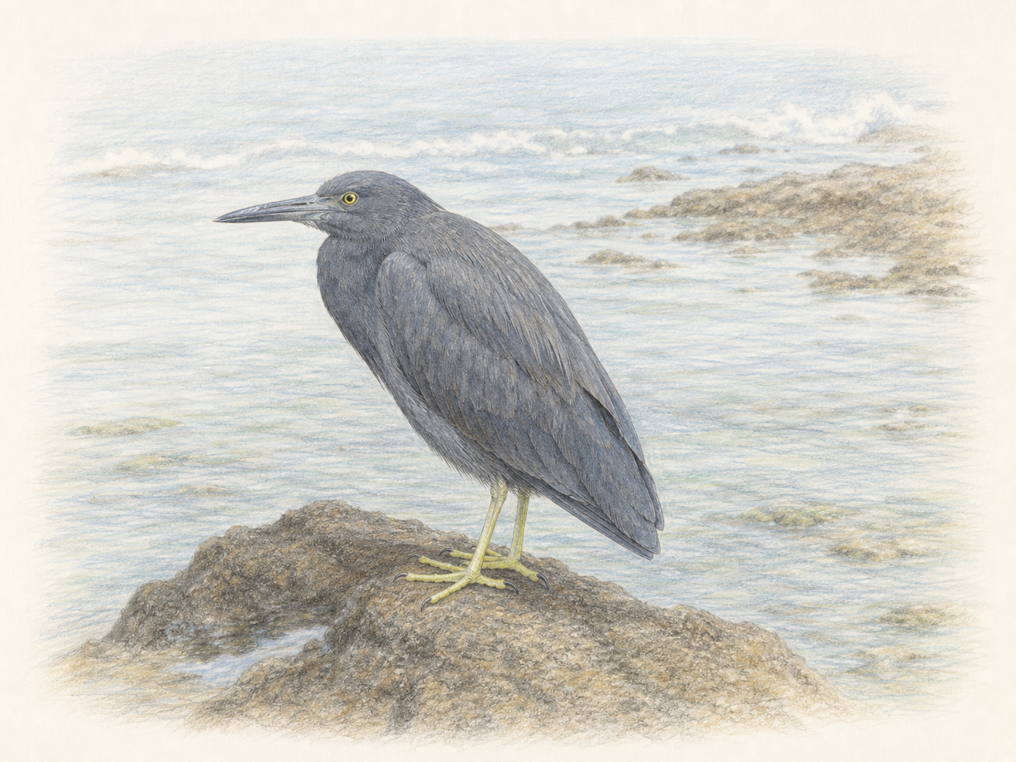 クロサギとは 海岸の岩場に立つ黒色型の図鑑風イラスト