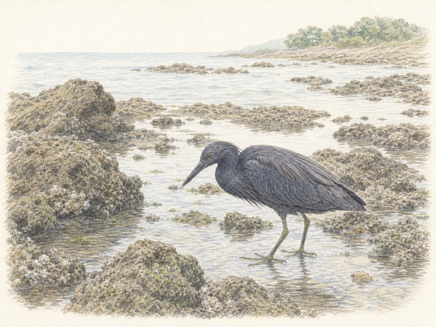 クロサギの生息地 日本の岩礁海岸と潮だまりを描いた図鑑風イラスト