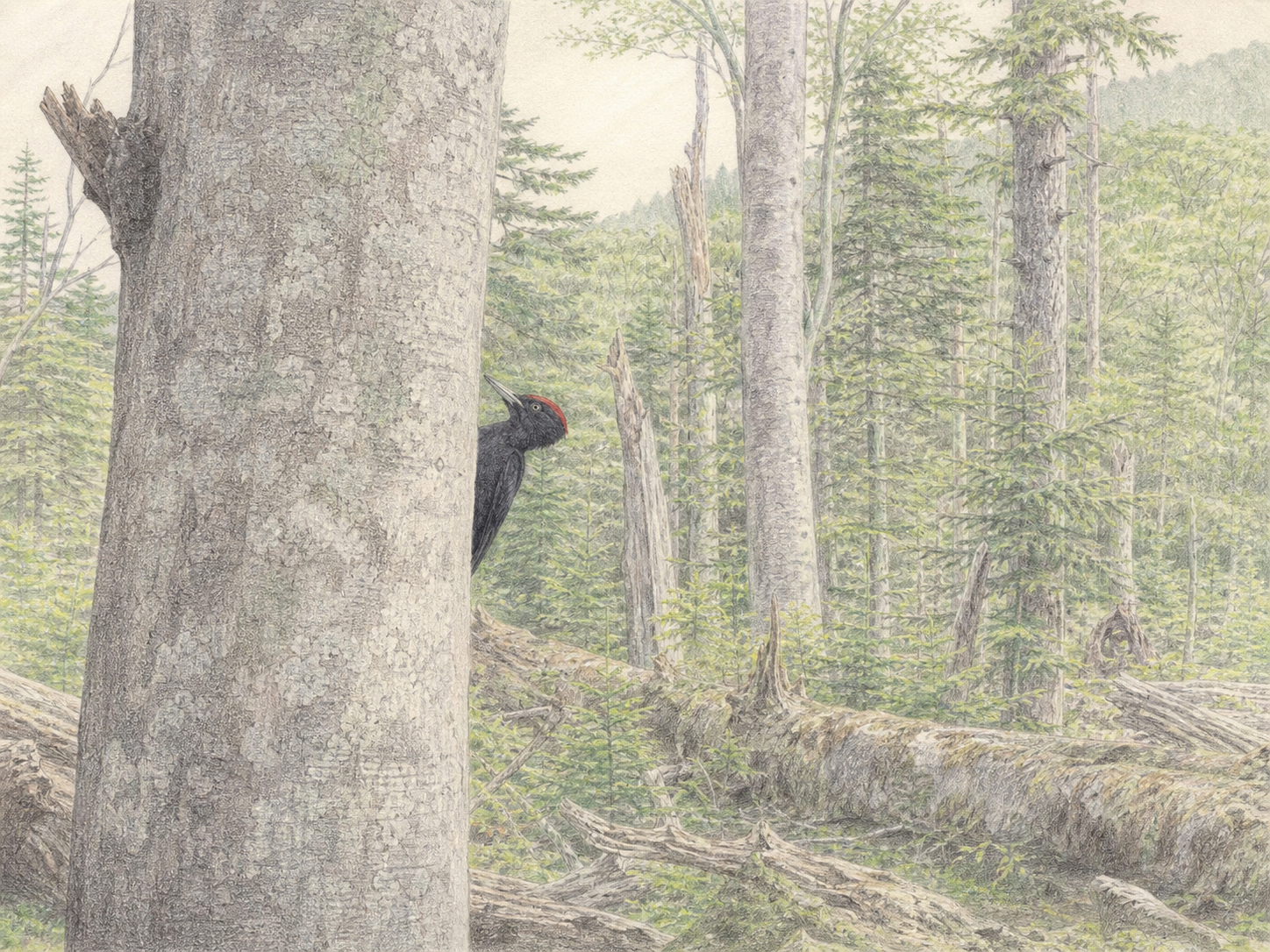クマゲラの日本の生息地・大径木と立ち枯れ木が残る北海道と北東北の成熟林