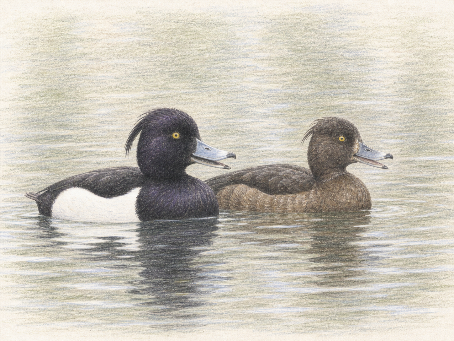 穏やかな水面で小さく鳴くキンクロハジロのオスとメスの色鉛筆画