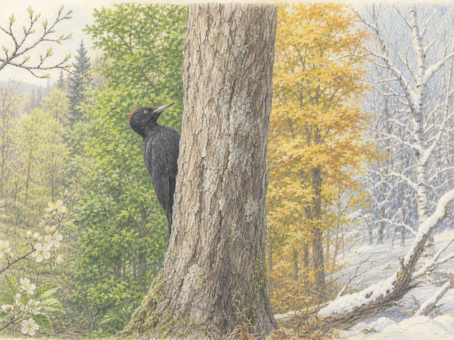 クマゲラは留鳥・春夏秋冬の森とメスを描いた図鑑風イラスト