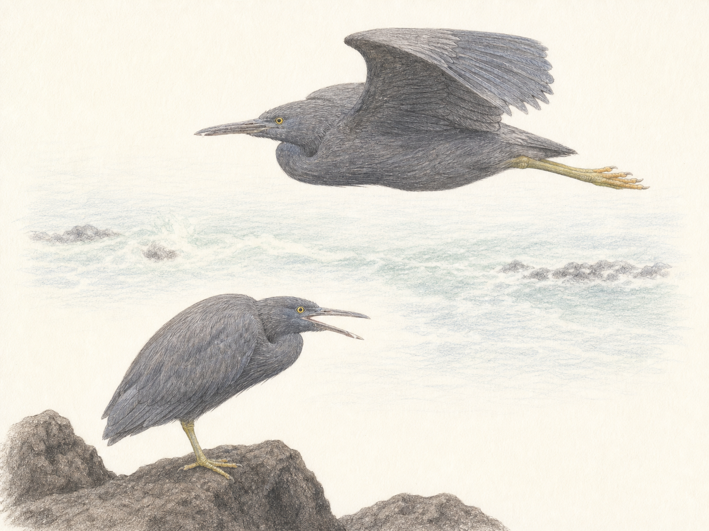 クロサギの鳴き声と首を縮めて海上を飛ぶ姿の図鑑風イラスト