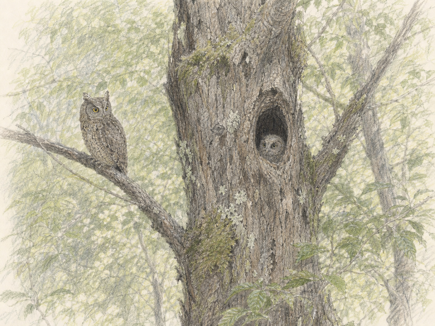 大木の樹洞から顔を出すヒナと枝にとまる親コノハズクの色鉛筆画
