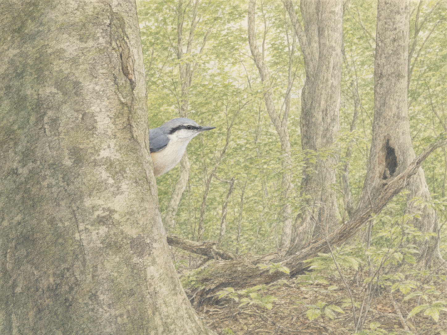 ゴジュウカラは珍しい鳥?成熟した山地の森林に生息