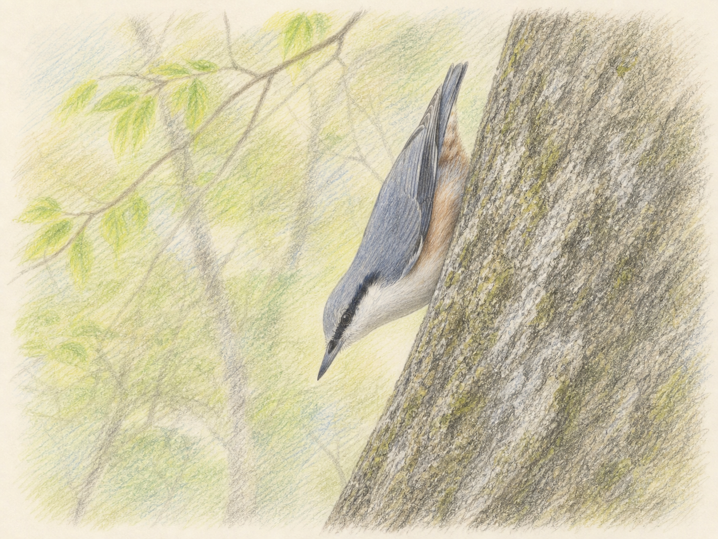 まとめ|ゴジュウカラは逆さに木を下る灰青色の森の小鳥