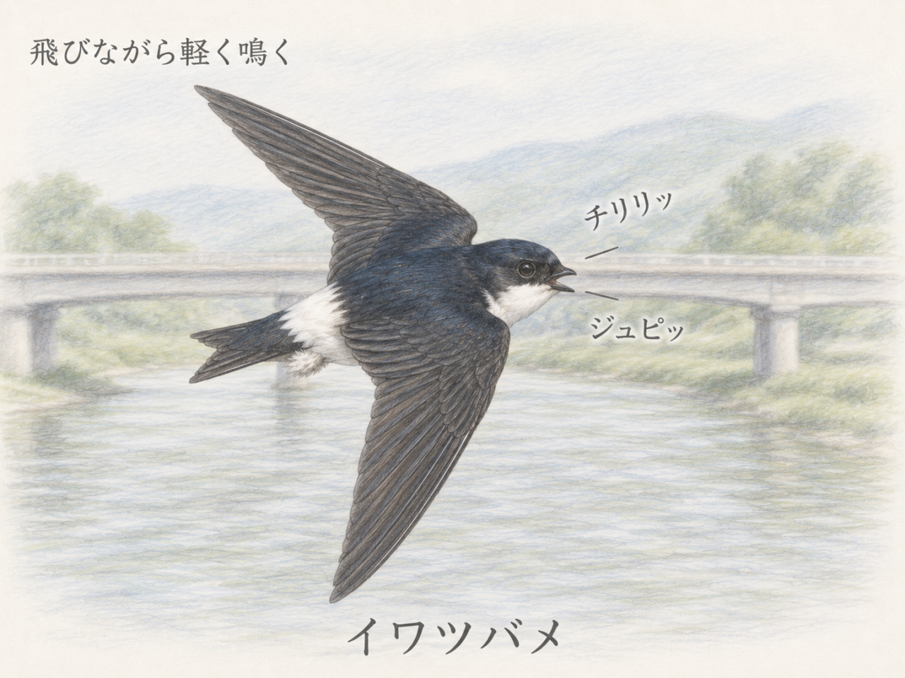イワツバメの鳴き声｜どんな声で鳴く？