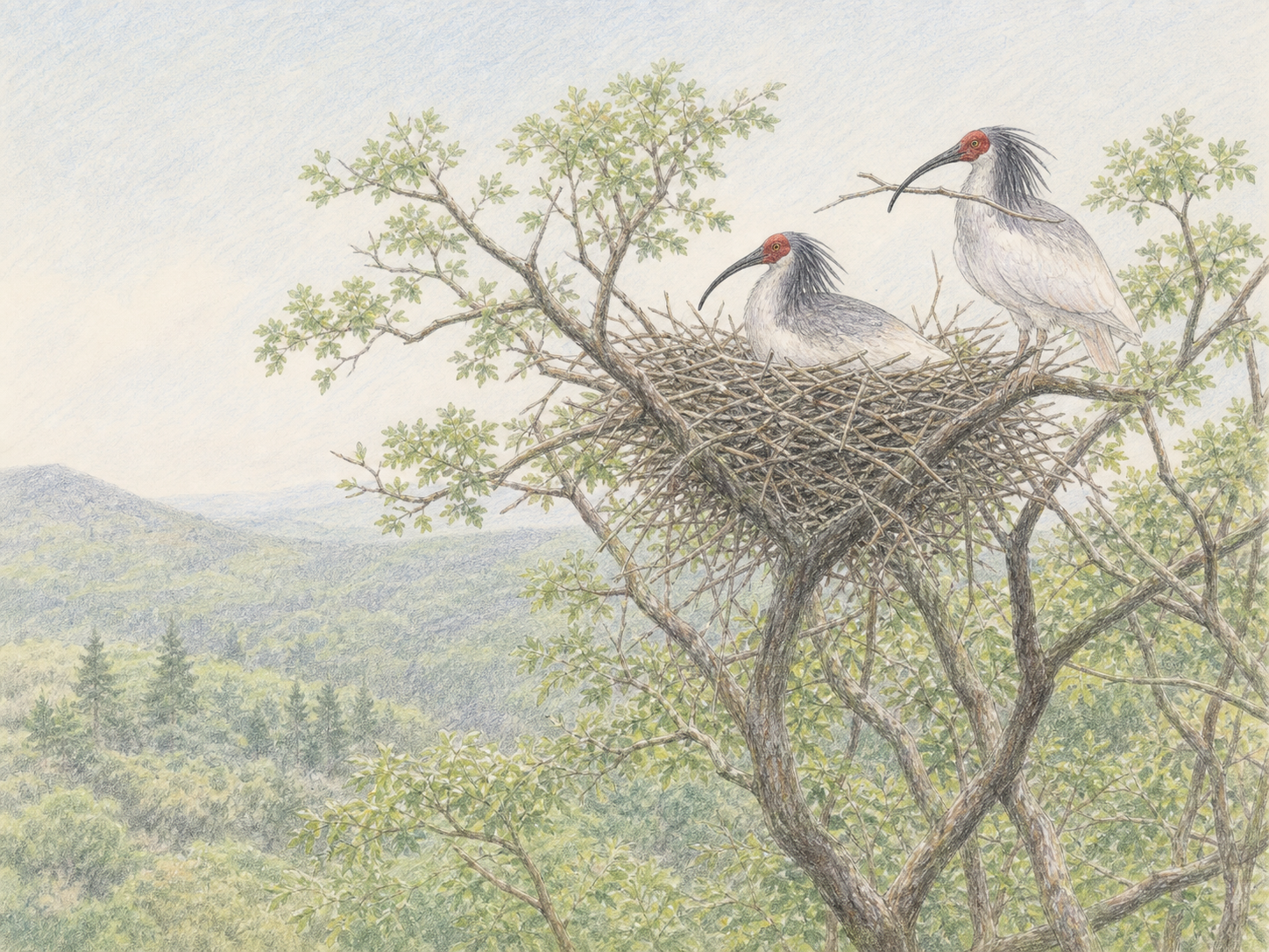 高い木の巣で子育てするトキのつがいを遠景で描いた淡い色鉛筆画