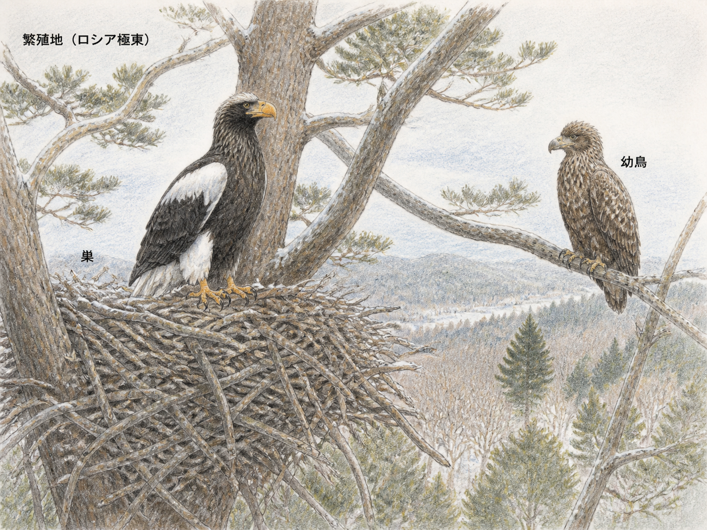 ロシア極東の大木の巣に立つ親のオオワシと幼鳥を日本語ラベルで示す淡い色鉛筆画
