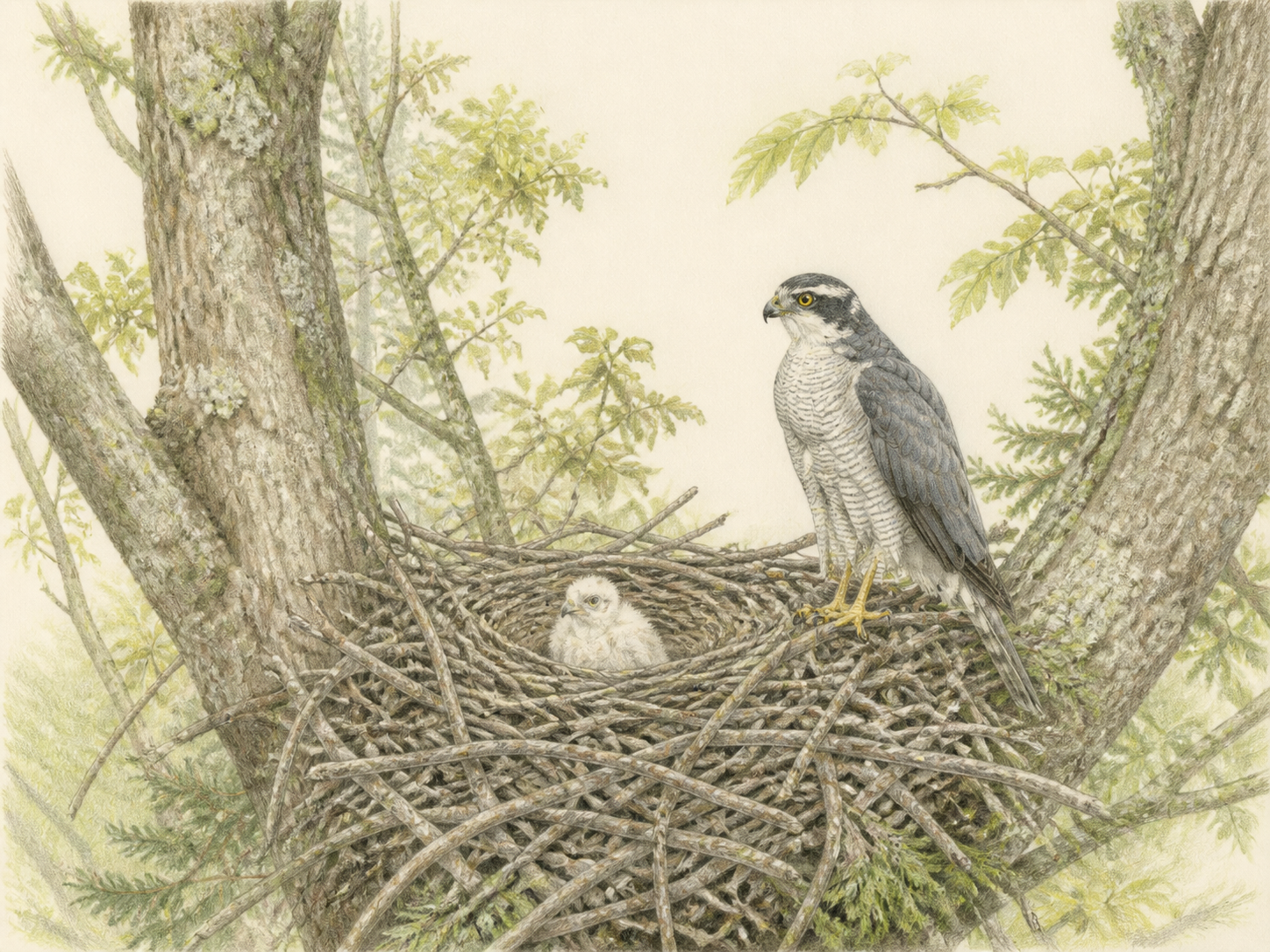 オオタカの繁殖と巣|高木の巣に止まる親鳥と幼鳥の色鉛筆画