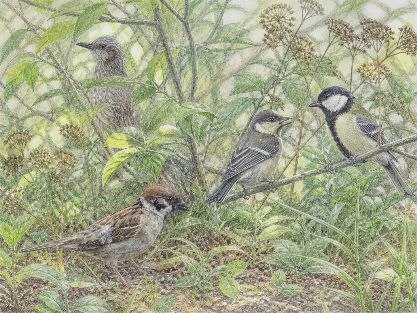 晩夏の茂みで換羽中のスズメとシジュウカラの幼鳥、ヒヨドリを描いた色鉛筆画
