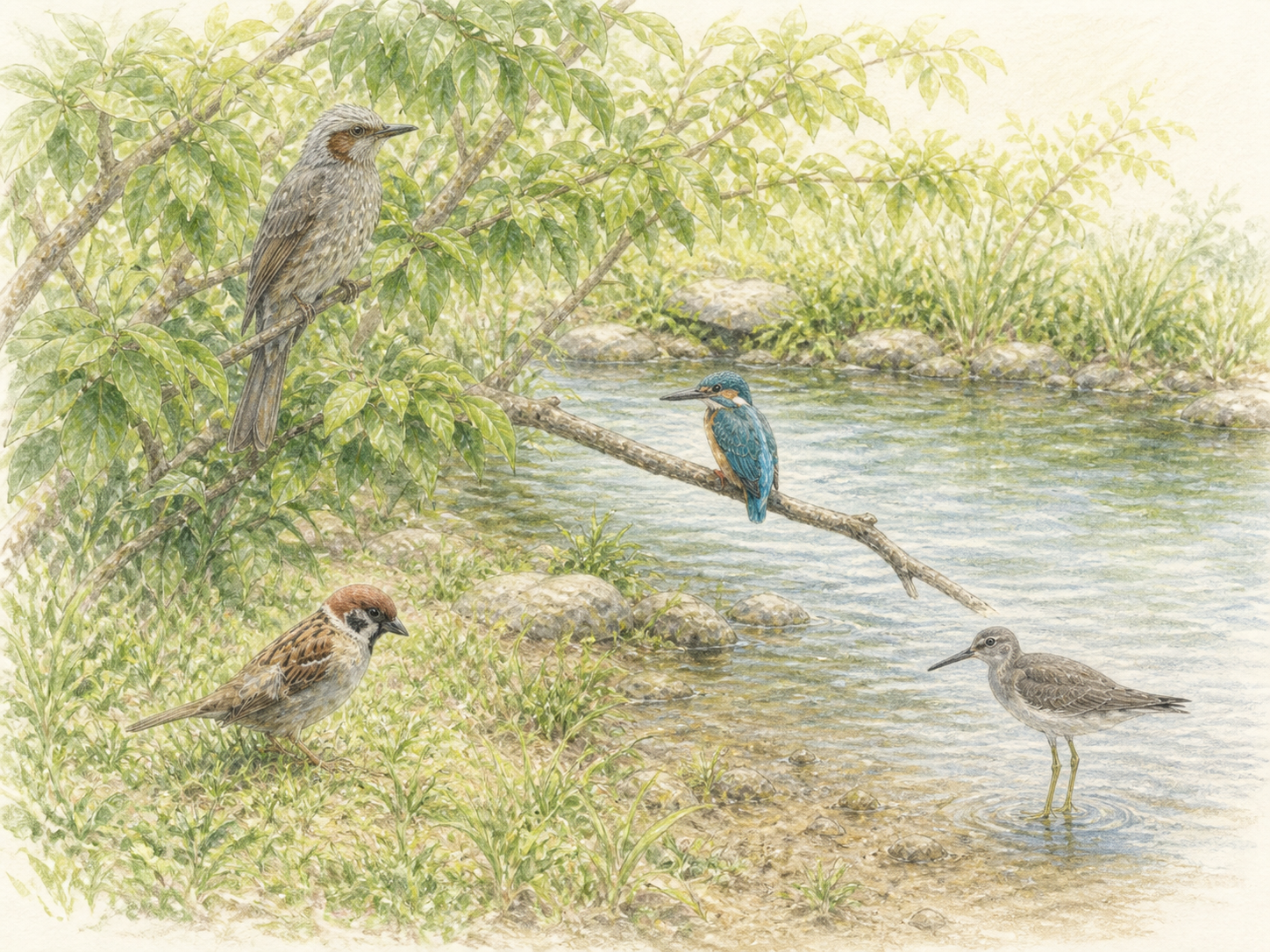夏の朝の水辺と林縁にいるスズメ、ヒヨドリ、カワセミ、キアシシギの色鉛筆画