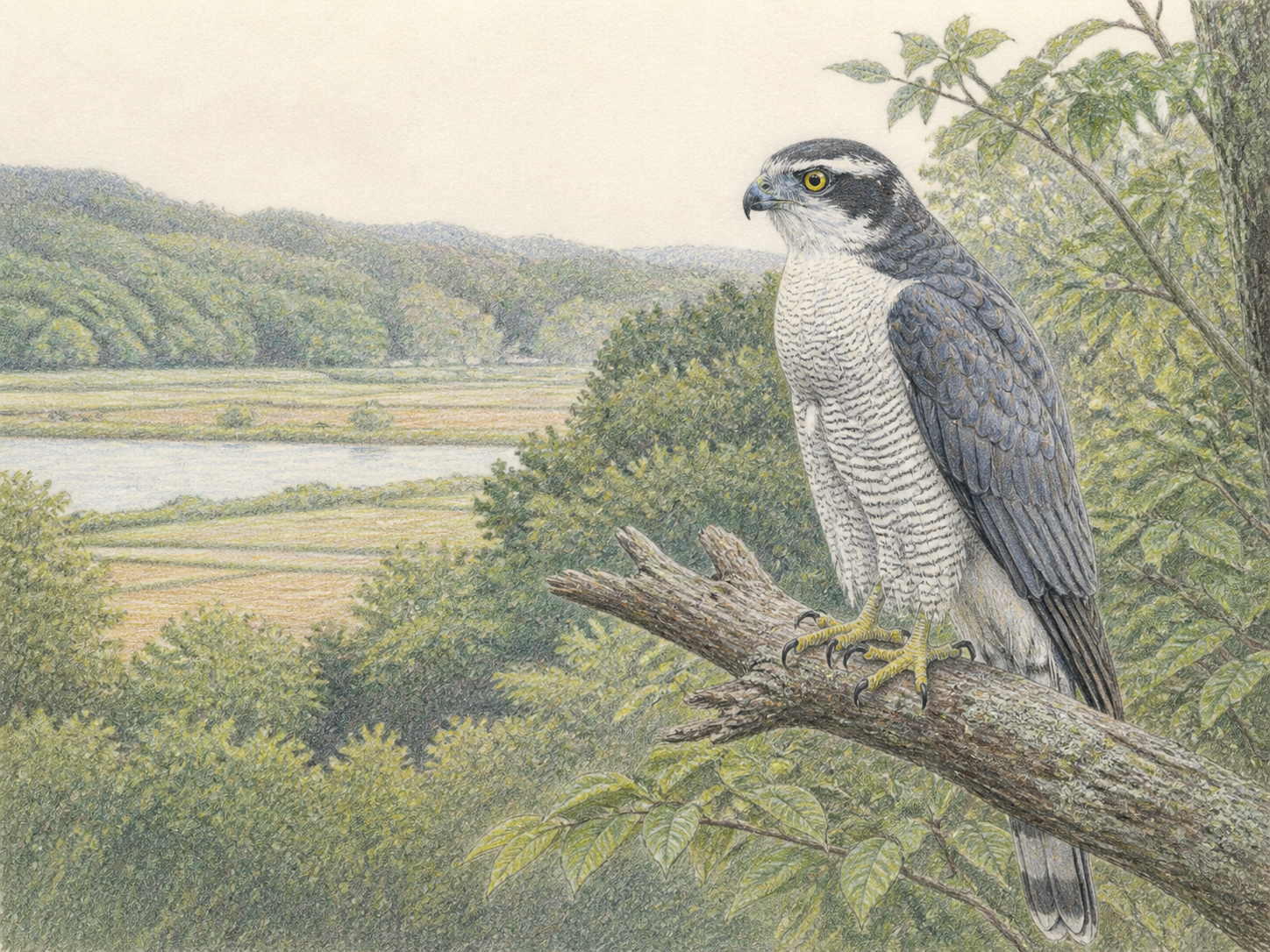 オオタカ完全ガイドのまとめ|里山の古木に止まる成鳥オオタカの色鉛筆画