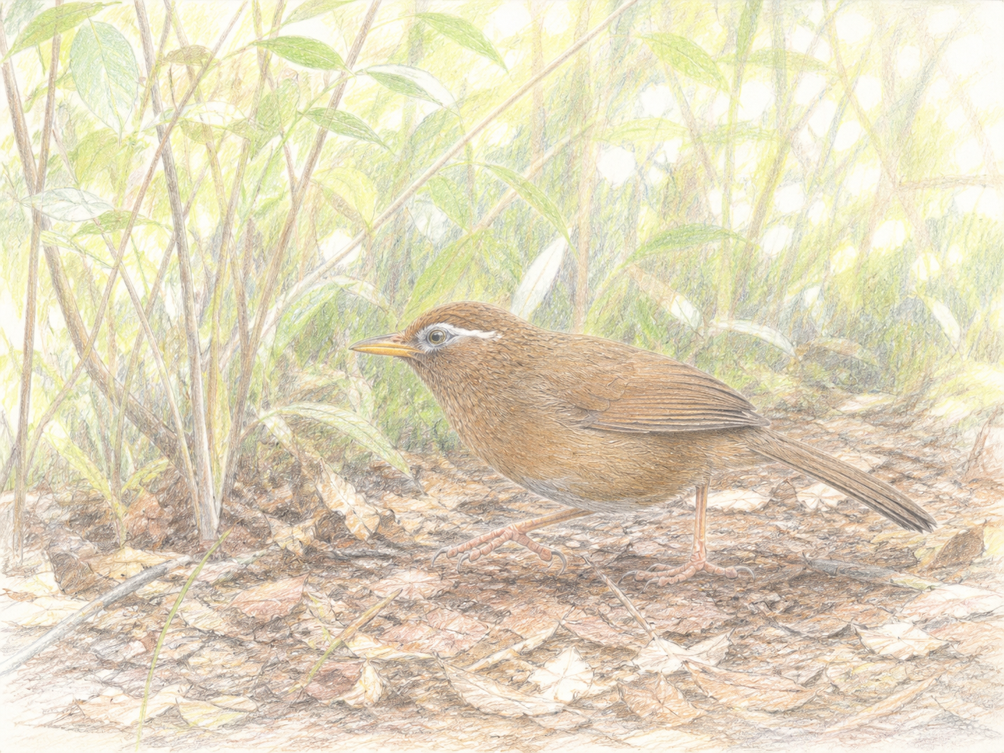 低木林の落ち葉の上を歩くガビチョウの色鉛筆画