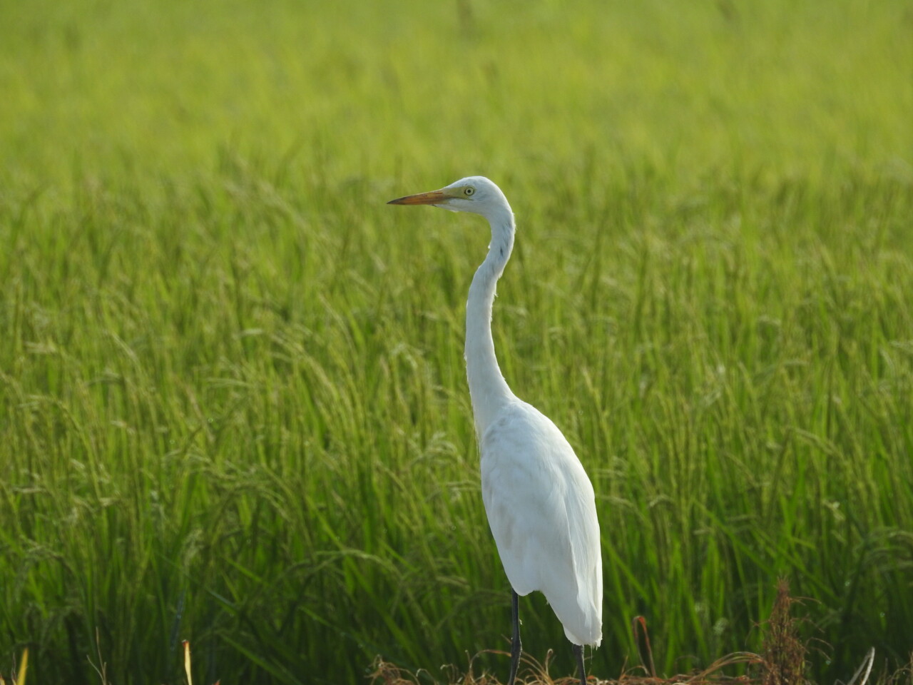 田んぼで首を伸ばして立つチュウサギ