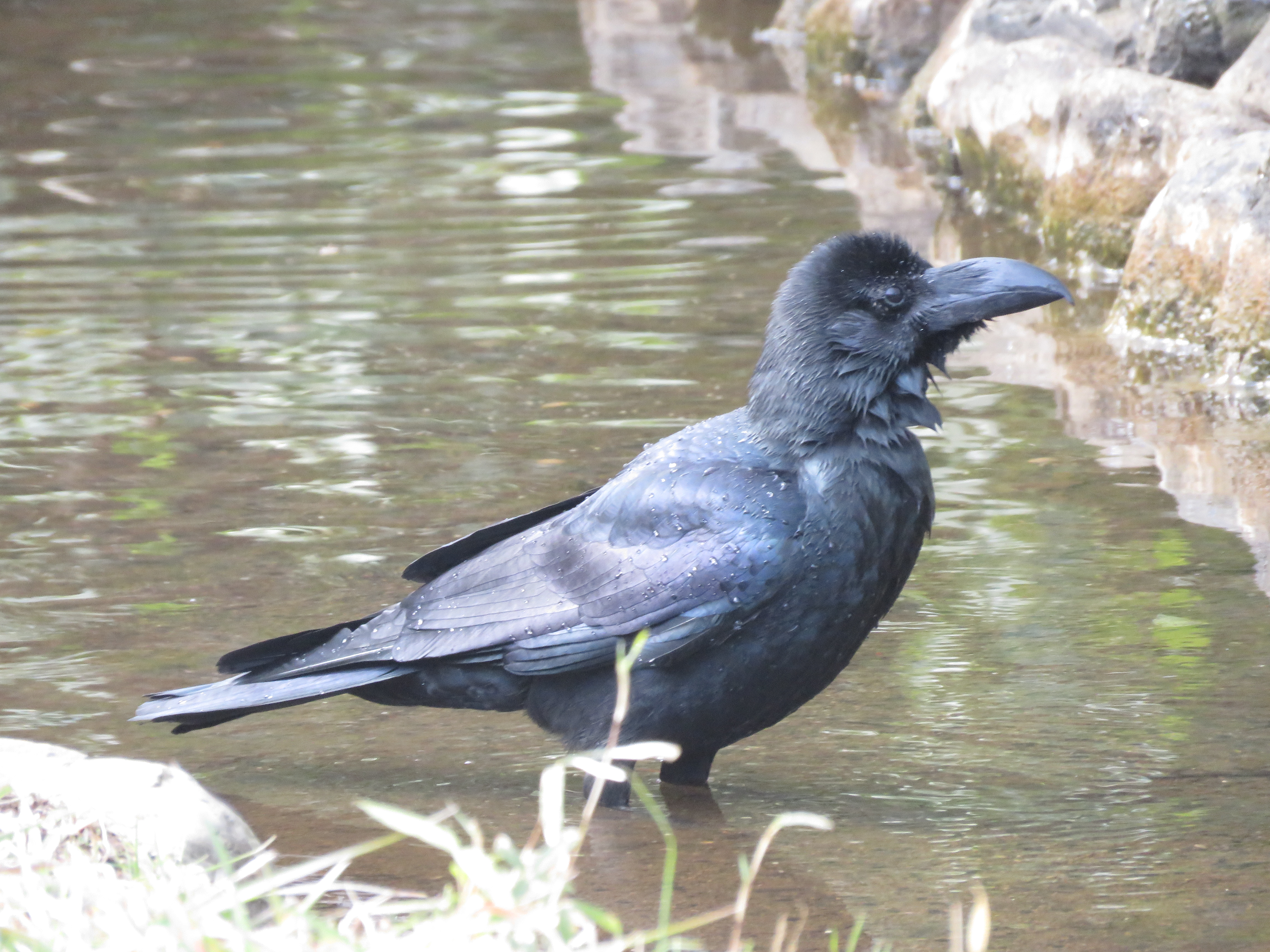 太いくちばしと出っぱった額のハシブトガラス
