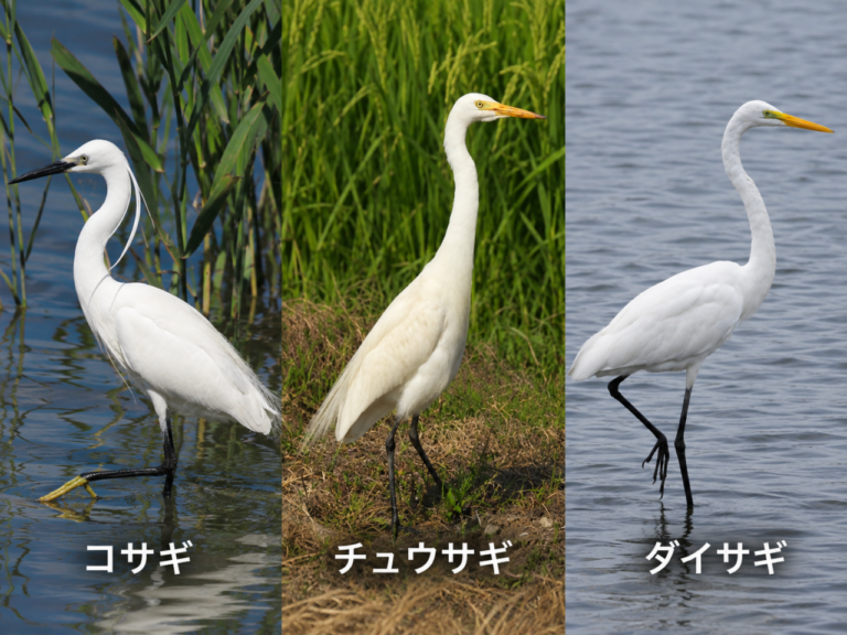 左からコサギ・チュウサギ・ダイサギを名前付きで並べた白いサギ3種の比較画像