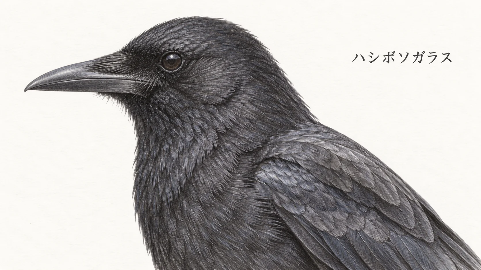 細めのくちばしとなだらかな額をしたハシボソガラスの色鉛筆イラスト