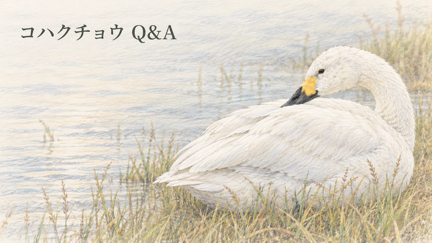 首をゆるく曲げて草のそばで休むコハクチョウの成鳥のイラスト