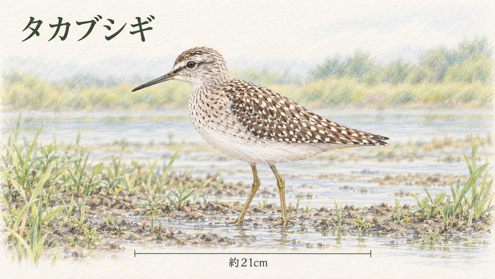 全長約21cmのタカブシギを横から描いた大きさと姿のイラスト